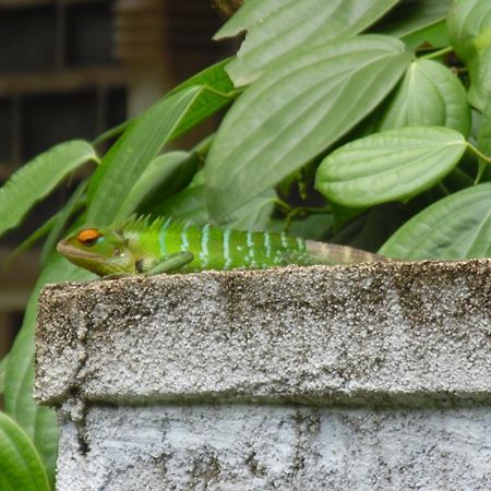 Linwood Bungalow Hotel Kandy Exterior photo